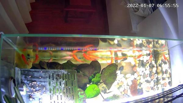 膽小的剃刀龜為了一口吃的也是拼了