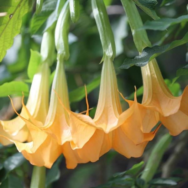 12種&OpenCurlyDoubleQuote;大毒花&rdquo;，長得很漂亮，家裡經常養，別碰它們，小心受傷