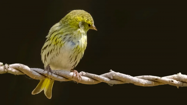 山西鳥類圖鑑|黃雀 山西鳥類圖鑑|黃雀