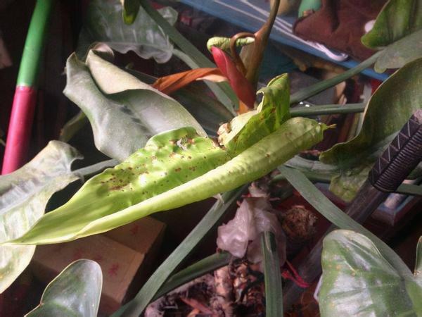 你過來，我告訴你秋冬季植物怎樣養護？