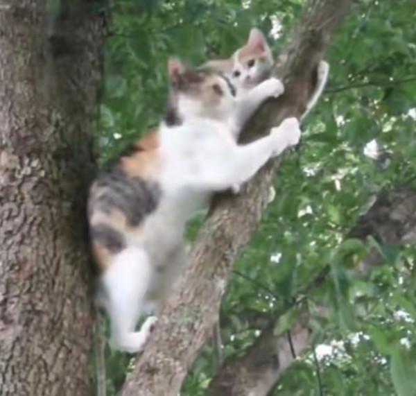 小貓被困樹上下不來,貓媽媽一臉惆悵:為什麼我的孩子下不來? 小貓被困樹上下不來,貓媽媽一臉惆悵:為什麼我的孩子下不來?