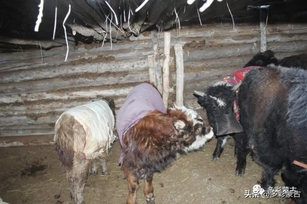 草原牧民人家的一天