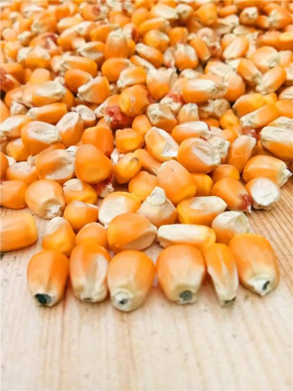 父親粗布上衣裡邊的兩隻大布兜&mdash;&mdash;凌晨的秘密