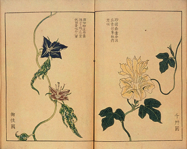 東野圭吾《夢幻花》：江戶時代的“詛咒之花”，更是對人性的拷問