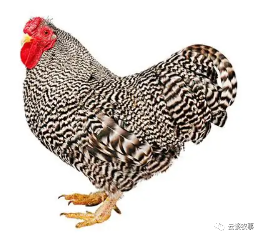 雞的品種與分類&mdash;&mdash;居然有這麼多品種？