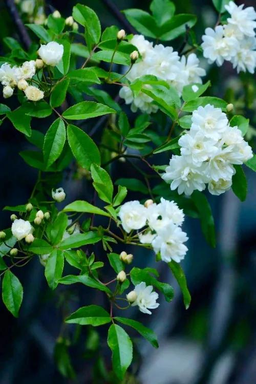 淡雅芬芳木香花