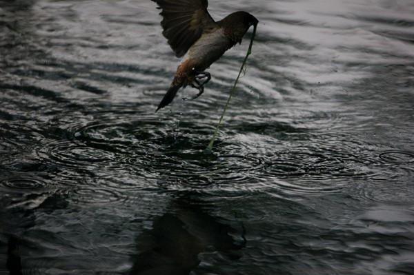 有誰知道這麻雀叼啄青苔有啥作用