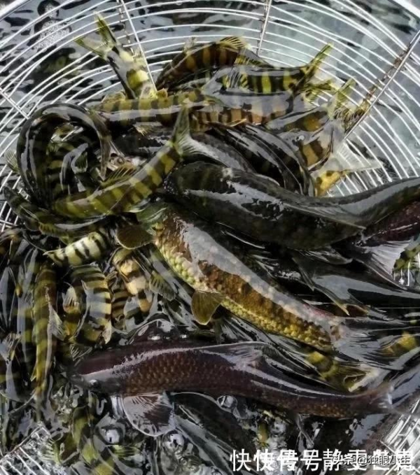 南盤江的“水泥鰍”,渾身虎紋，上百一斤，漁民很難捕到了