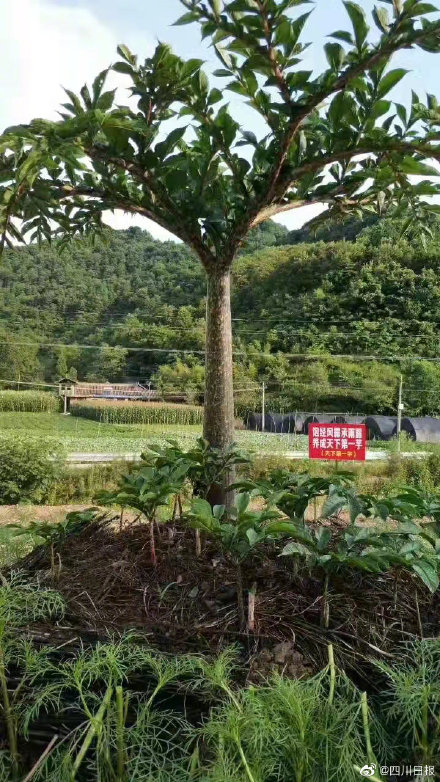 四川種出62斤超大魔芋 四川種出62斤超大魔芋