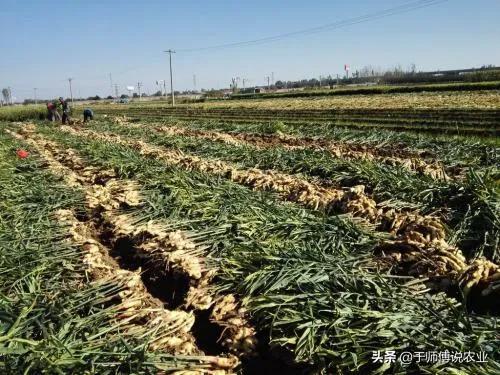 2022年,大姜面積能減少多少? 2022年,大姜面積能減少多少?