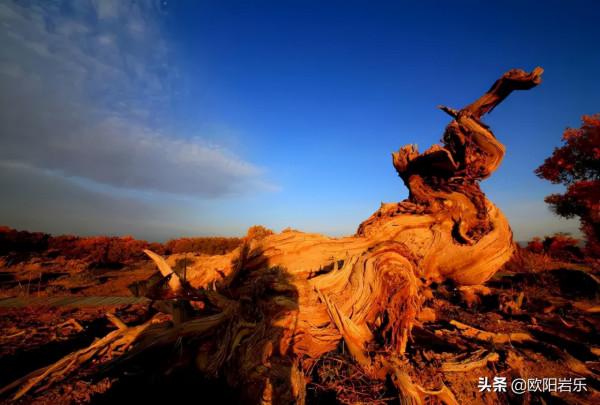 國內這6個地方的胡楊林，美得無法無天！此生一定要去看一次
