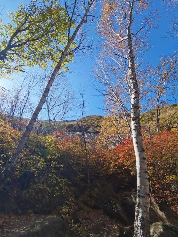 喇叭溝門——秋季賞楓賞白樺 喇叭溝門——秋季賞楓賞白樺