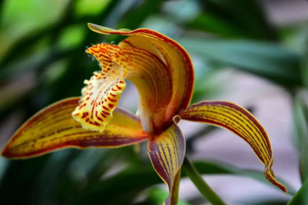 24種帶有&OpenCurlyDoubleQuote;虎&rdquo;字的植物，有些花卉名稱都沒聽過，你認識幾種？