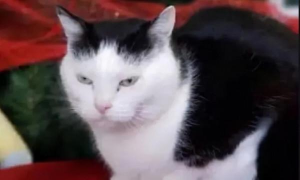 如何搞定世界上最壞的貓咪？這對鏟屎官給出了自己的答案