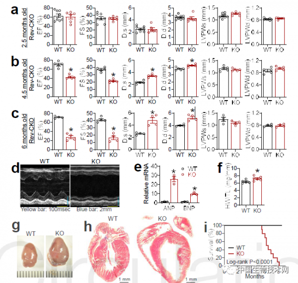 心臟：我命由&OpenCurlyDoubleQuote;天&rdquo;不由人！科學家發現熬夜導致心臟病的因果聯絡
