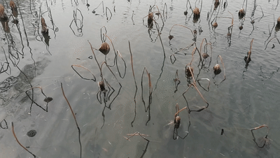 明湖閒寄，時光正遠