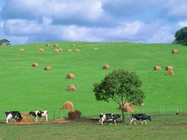 分享：內蒙大草原，一望無垠，沃野千里，萬馬奔騰，壯觀