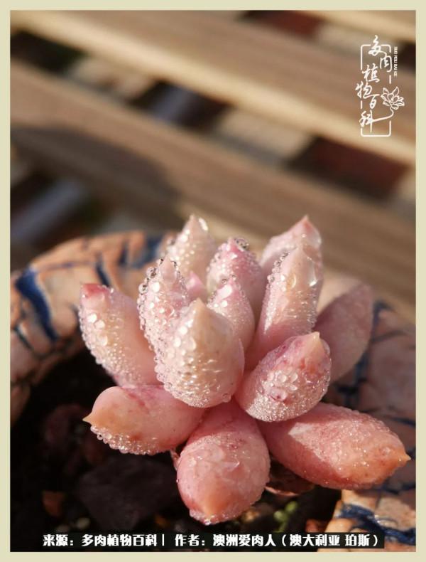 多肉變胖純屬正常,我的變胖卻是工傷 多肉變胖純屬正常,我的變胖卻是工傷