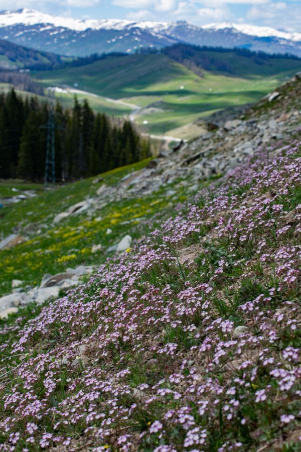 多少人的夢想!湖南姑娘用5年,在新疆禾木打造了個絕美花園 多少人的夢想!湖南姑娘用5年,在新疆禾木打造了個絕美花園