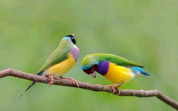 分享一一五彩鳥圖片