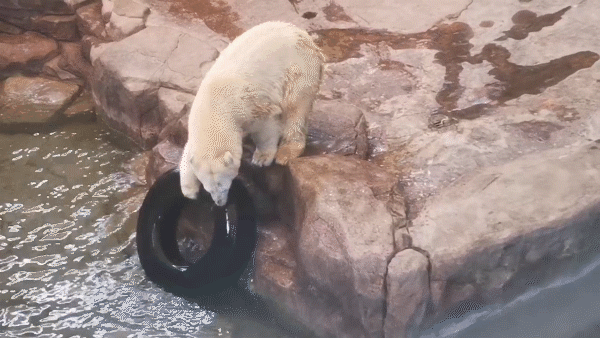 不穿秋褲的極地動物如何禦寒? 不穿秋褲的極地動物如何禦寒?