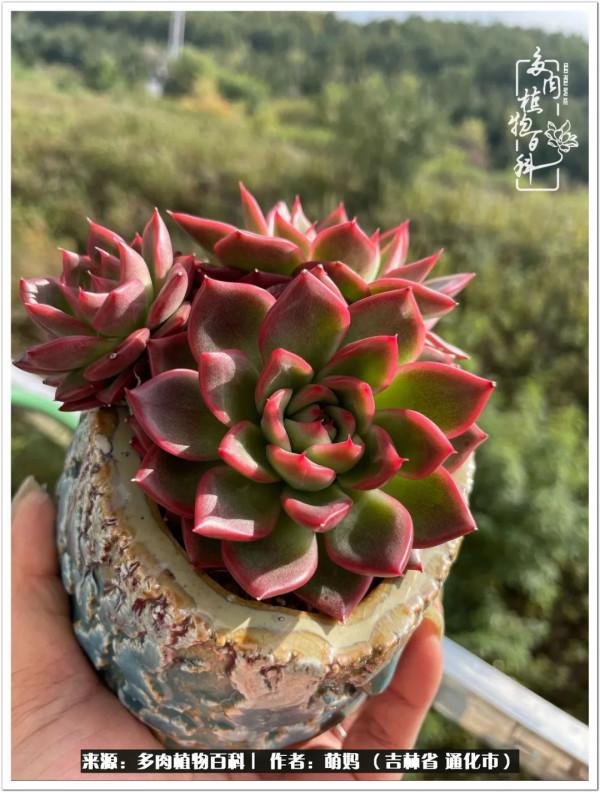 多肉給予的美好生活:有一個愛好是一件多麼奇妙的事兒 多肉給予的美好生活:有一個愛好是一件多麼奇妙的事兒