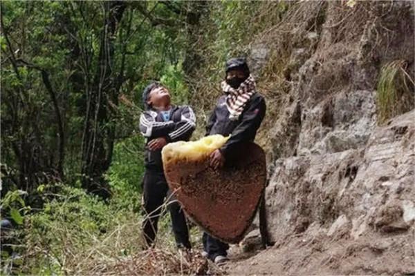 喜馬拉雅山採蜜人:蜂蜜每公斤3500美元也不賣,特供給尼泊爾皇室 喜馬拉雅山採蜜人:蜂蜜每公斤3500美元也不賣,特供給尼泊爾皇室