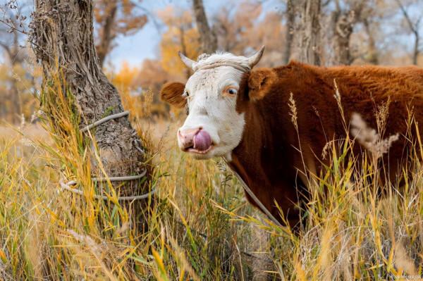瘦牛怎樣才能胖起來，牛喂什麼可以快速育肥，牛育肥什麼方法最好