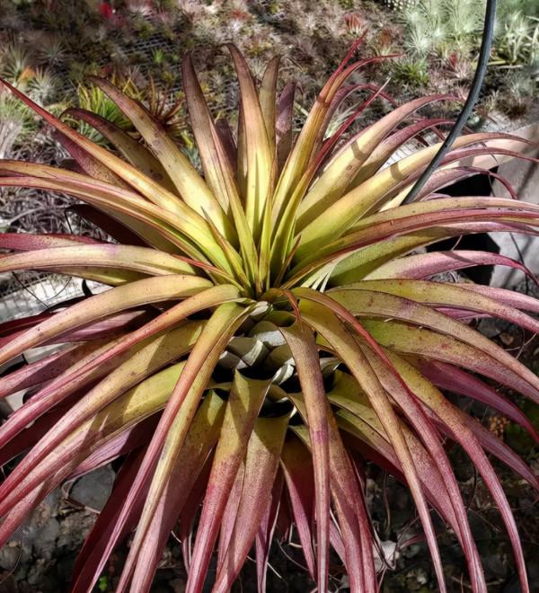 空氣鳳梨欣賞 | 一篇圖文讓你愛上柔婷和羅蘭