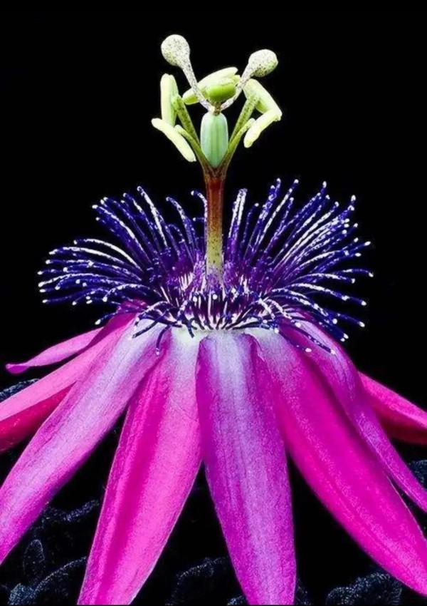 分享圖片&mdash;&mdash;奇美的花卉