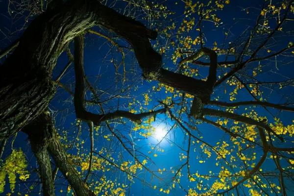 “世間皆嘆嫦娥寂，又有誰憐異地人”——中秋改詩匆忙作