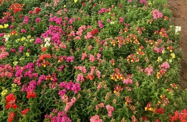 需求量大的花鏡植物，快來圍觀