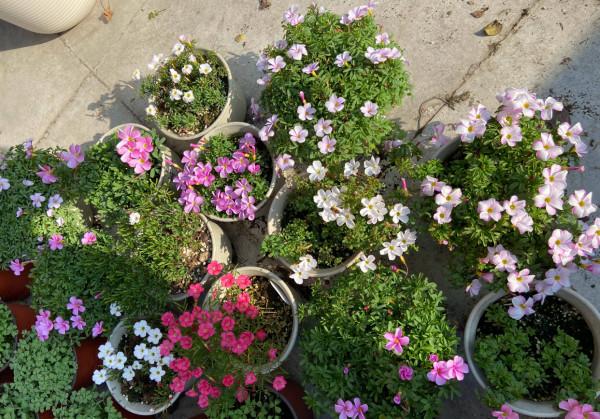 適合冬季養的“3種花”，天天有花可看，越冷花越豔、吉祥又美麗