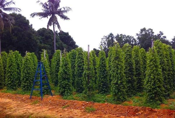 您愛喝的羊湯裡常放的胡椒麵 其實大有來頭