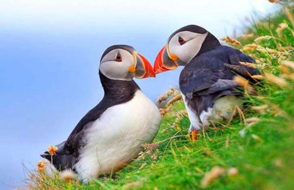 20個關於動物的有趣知識,有些動物居然牽著手睡覺 20個關於動物的有趣知識,有些動物居然牽著手睡覺