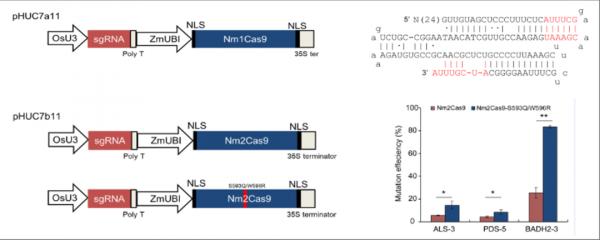 PBJ | 魏鵬程課題組和陸平利課題組合作利用Type II-C型NmeCas9蛋白開發植物基因編輯新工具 PBJ | 魏鵬程課題組和陸平利課題組合作利用Type II-C型NmeCas9蛋白開發植物基因編輯新工具