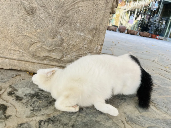 岳家槍和楊家槍能區分了嗎？