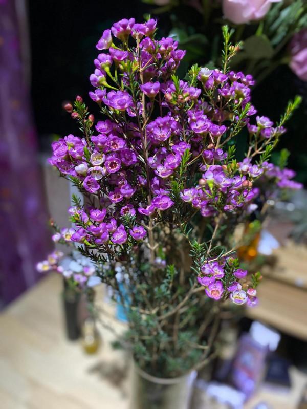 冬天暖色系的花朵