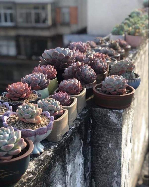 秋天養6種多肉,不愁養護,還特別容易爆盆 秋天養6種多肉,不愁養護,還特別容易爆盆