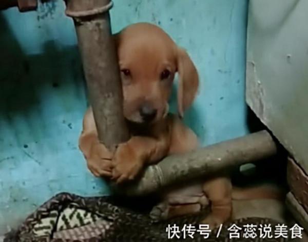 小狗剛到家就會抱著暖氣取暖，太萌啦