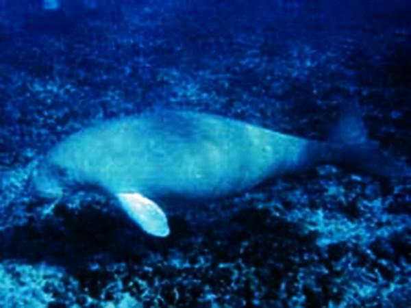 殖民時代，被人類滅絕的23種可愛的動物，如今只留下了最後的圖片