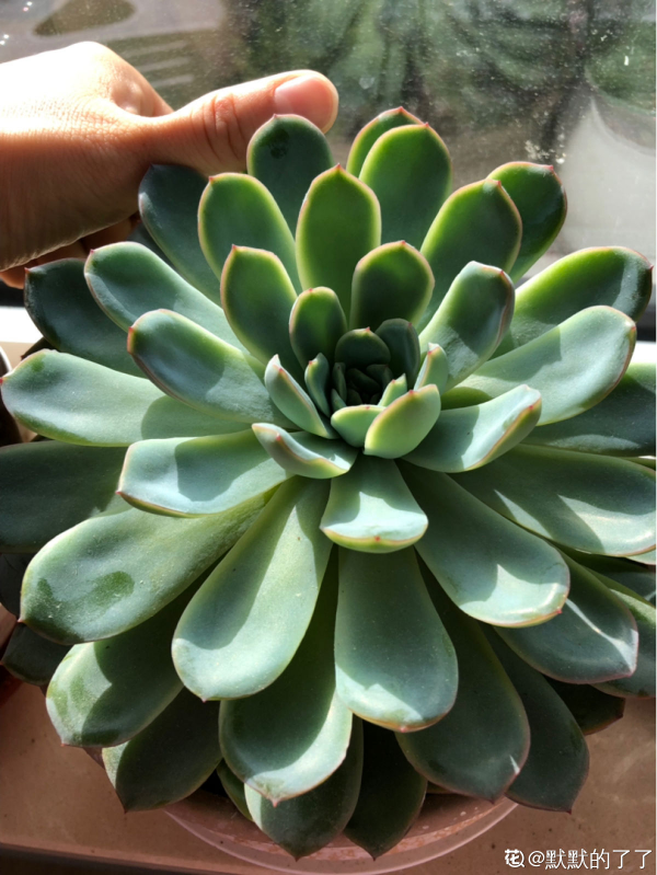 2021年流行的19種多肉,3塊錢能買一堆,種土裡明年“小崽爆盆” 2021年流行的19種多肉,3塊錢能買一堆,種土裡明年“小崽爆盆”