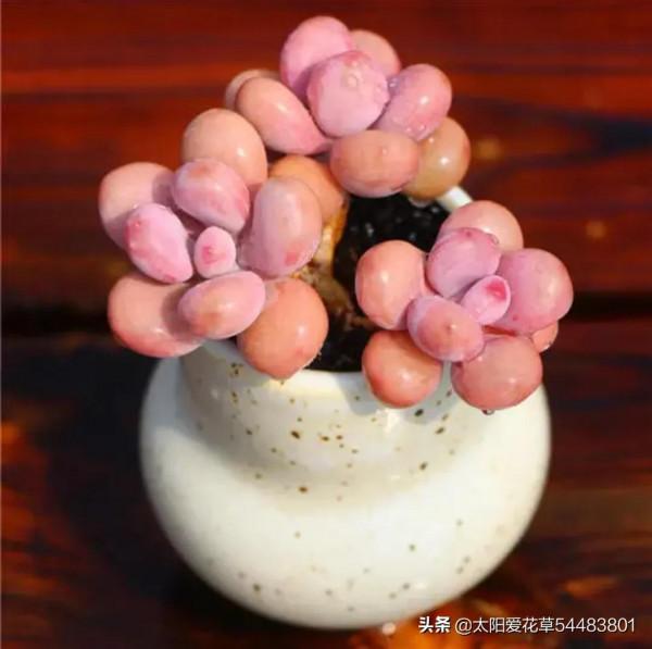 適合12月入手的8種多肉，冬天越曬越漂亮，養再多也不嫌夠