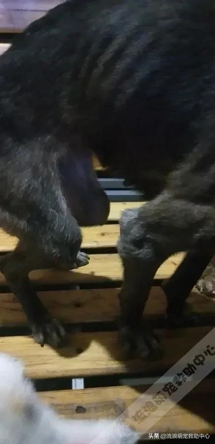 小狗被項圈緊緊箍住,脖子皮肉潰爛血肉模糊,看一眼就渾身起疙瘩 小狗被項圈緊緊箍住,脖子皮肉潰爛血肉模糊,看一眼就渾身起疙瘩