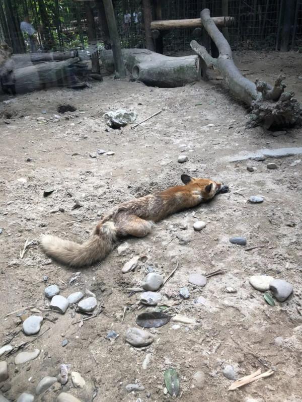 【探索】誰家的“毛絨玩具”掛樹上了?其實動物們都是這樣睡覺的→ 【探索】誰家的“毛絨玩具”掛樹上了?其實動物們都是這樣睡覺的→