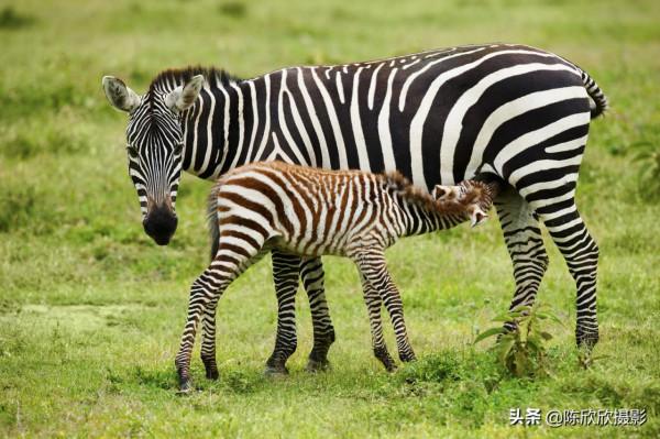 那庫魯保護區,成全你的瀟灑與冒險 那庫魯保護區,成全你的瀟灑與冒險