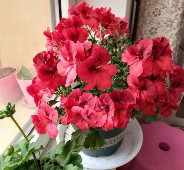 10種花得窮養,盆越小、水越少,越長得旺 10種花得窮養,盆越小、水越少,越長得旺