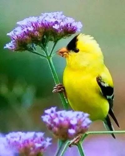 鳥語花香一一與你分享