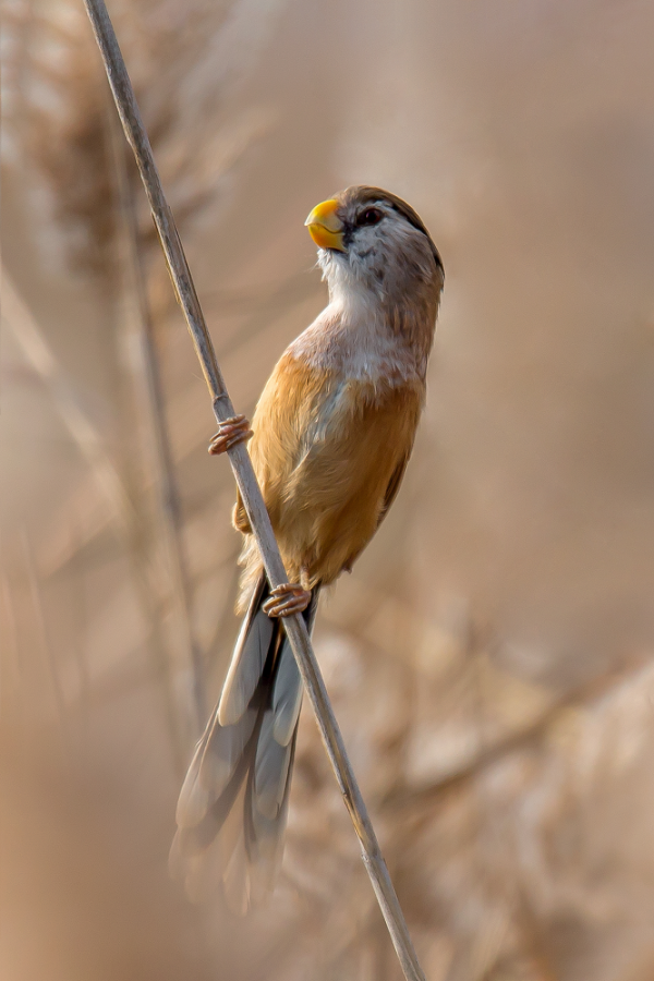 “鳥中大熊貓”!昌黎黃金海岸自然保護區首次發現震旦鴉雀 “鳥中大熊貓”!昌黎黃金海岸自然保護區首次發現震旦鴉雀