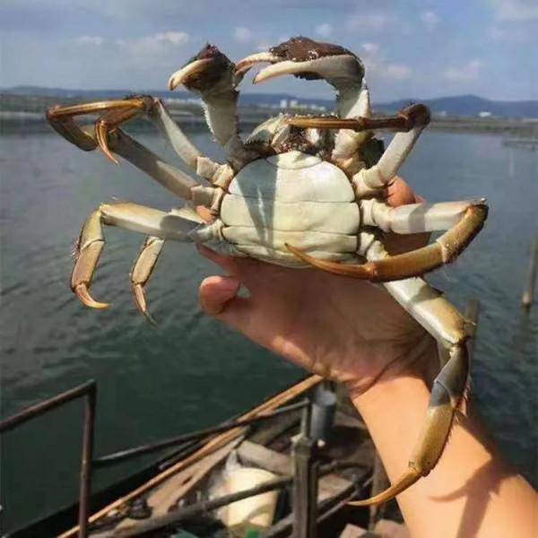 安徽水陽的“燕赤霞”